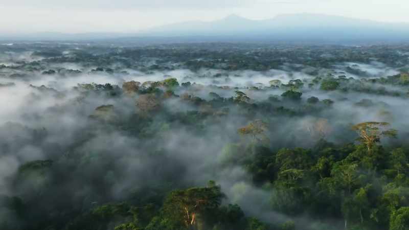 The world's rainforests are the richest