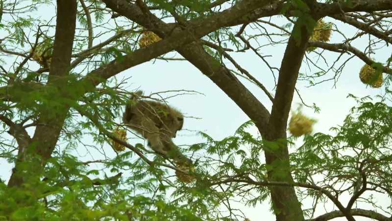 The young baboons' favourite game is stealing their eggs