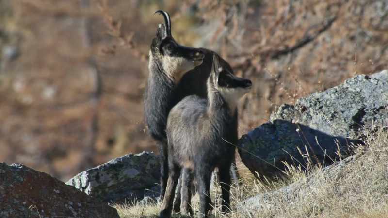 The young chamois have also grown up