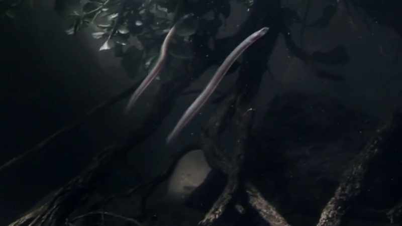 The young eels can climb 40-metre obstacles