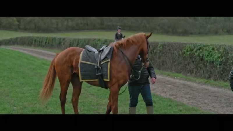 The young horses that Andrew recently bought at auction