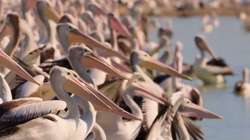 The young pelicans set off on their first long journey