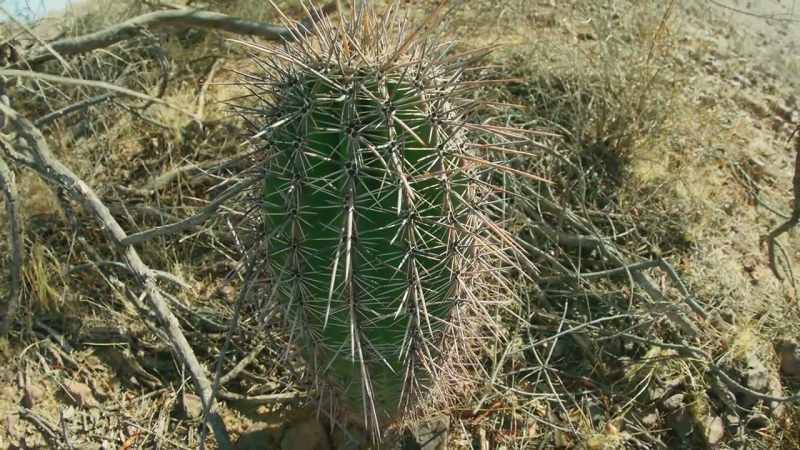The young saguaro is protected by the mesquite's branches