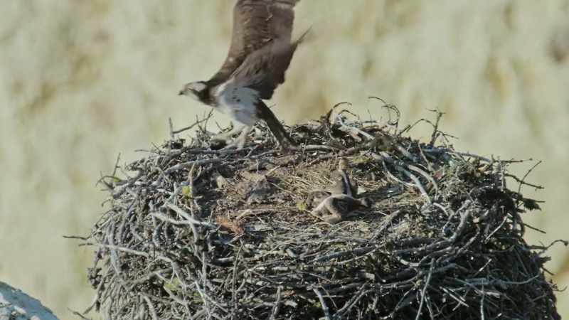 The youngest chick huddles motionless