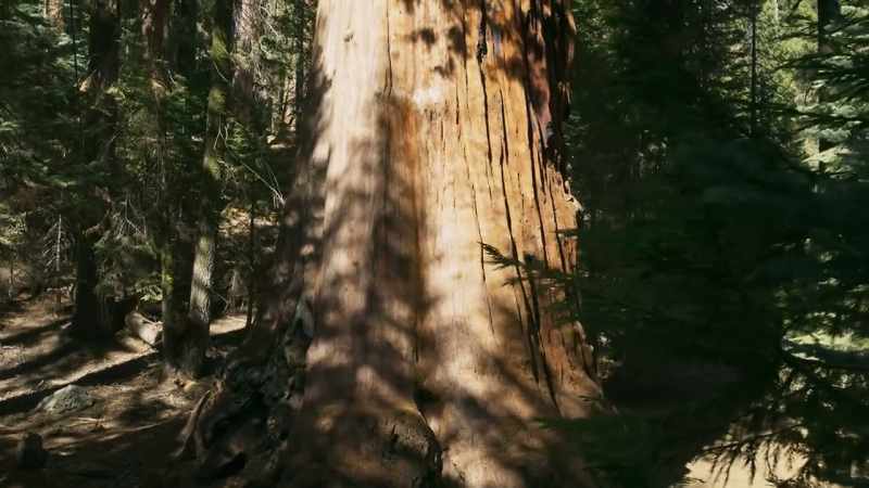 Their bark alone can be over a half-a-metre thick