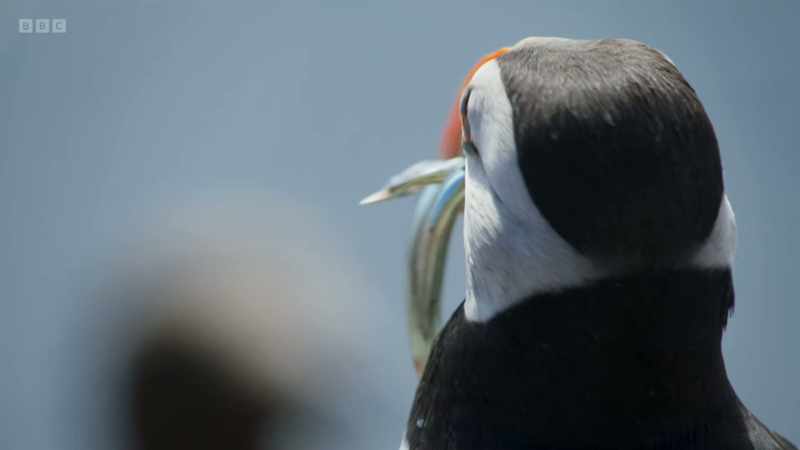 Their broad bills enable them to carry