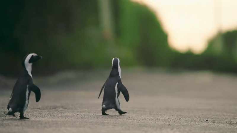Their built-in GPS can guide them across an ocean