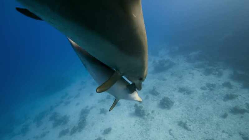 Their calf seems reluctant to do so