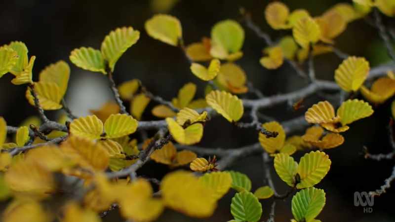 Their changing colour makes for an autumn