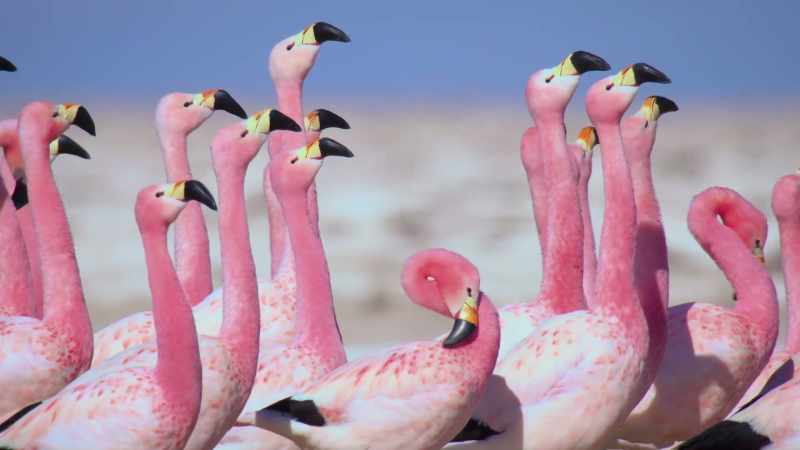 Their colour is an indication that they're fit and strong