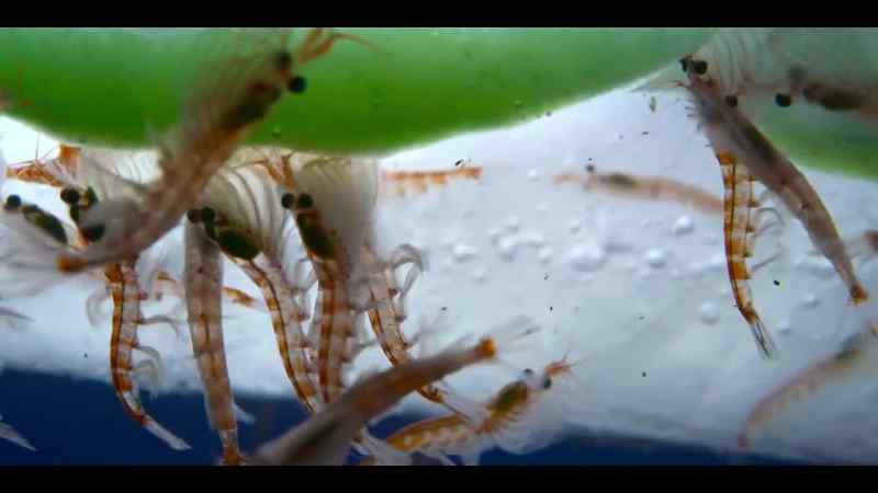 Their combined weight is thought to be over 400 million tons