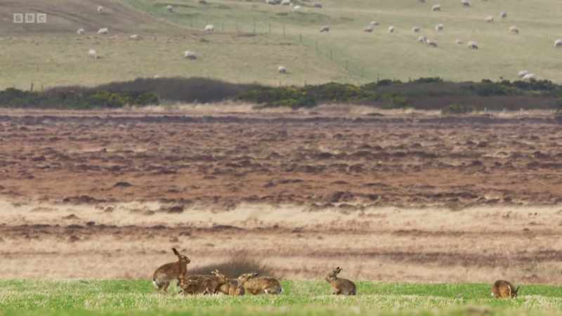 Their courtship competitions have made them conspicuous