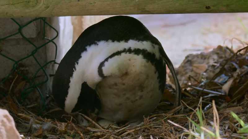 Their egg-sitting marathon begins