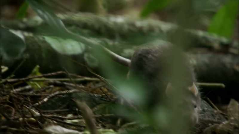 Their eggs were easy targets for introduced rodents