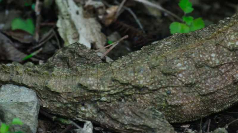 Their family tree split away from lizards