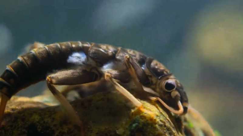 Their flattened bodies resist the relentless pull of the current