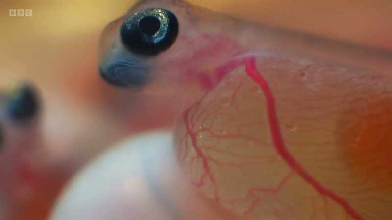 Their heartbeats visible through their translucent skin