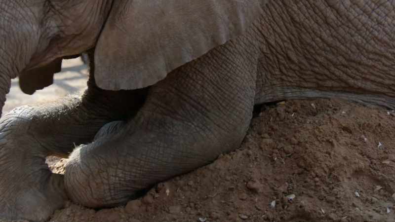 Their hope is that these junior elephant ambassadors