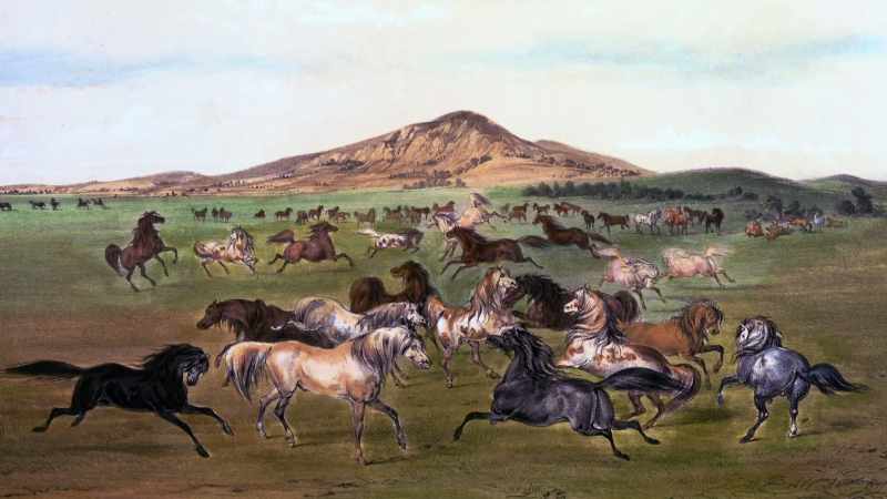 Their horse herds remained and flourished