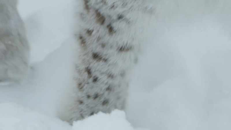 Their large padded paws ensure that they are deadly silent
