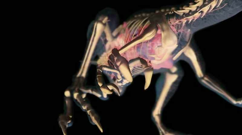 THEIR LIGHTWEIGHT SKELETON MADE THEM INCREDIBLY FAST