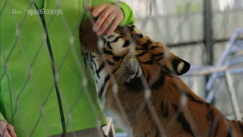Their lions, tigers