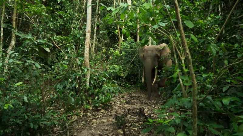 Their long straight tusks are even more sought after