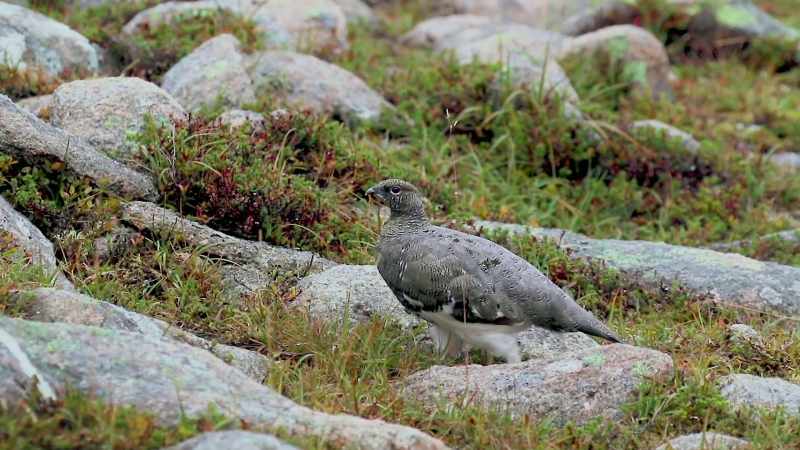 Their mottled brown feathers make them inconspicuous