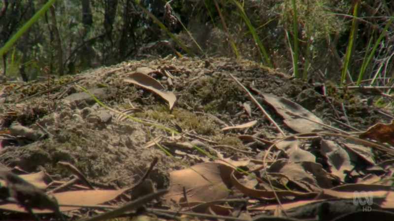 Their nests are small mounds within which their larvae are raised