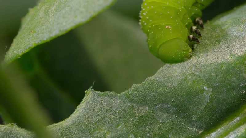 Their nibbles expose the plant's sap to the drying air
