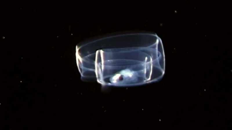 Their offspring start life as leaf-shaped larvae