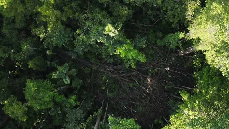 Their opportunity comes when an old tree dies