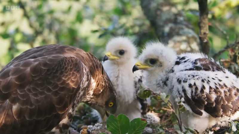 Their parents migrated here from Africa to nest