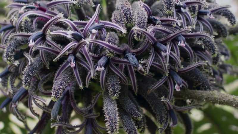 Their peculiar flowers evolved to suit the beak