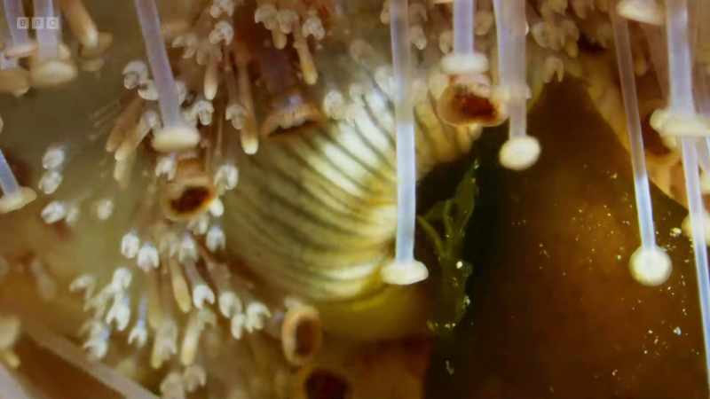 Their powerful jaws are destroying the clingfish's home