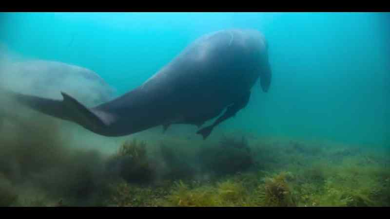 Their quest for lush grazing ties them to seagrass meadows