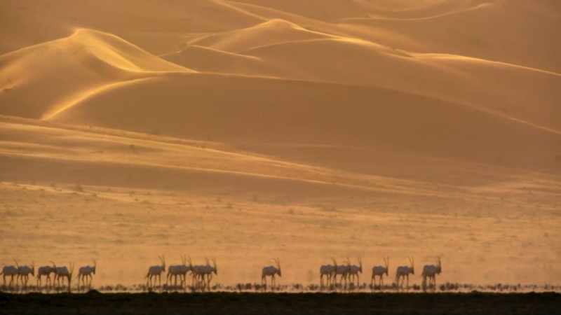 Their ranges are vast