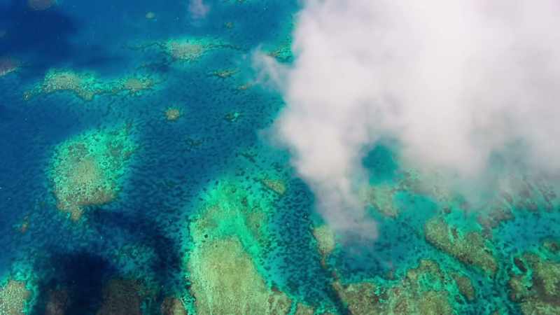 Their reefs occupy less than one tenth