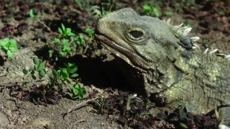 Their slow lifestyle helps them to live