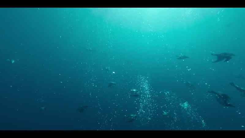Their small but powerful wings allow them to dive 650 feet
