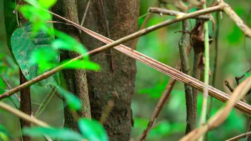 Their spring-loaded legs can launch them up to three meters