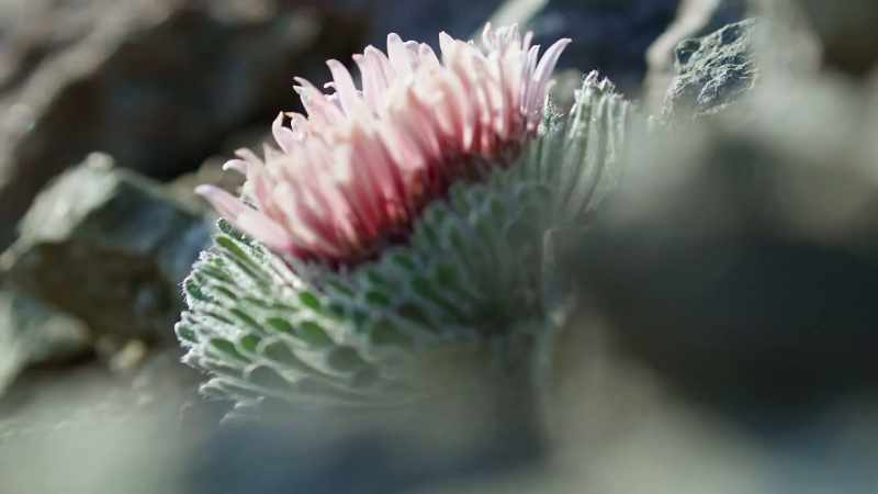 Their sweet nectar attracts