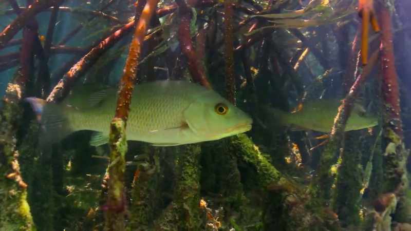 Their tangled roots create safe nurseries for young fish