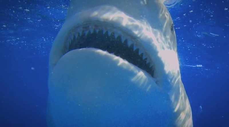 Their top teeth overlap slightly