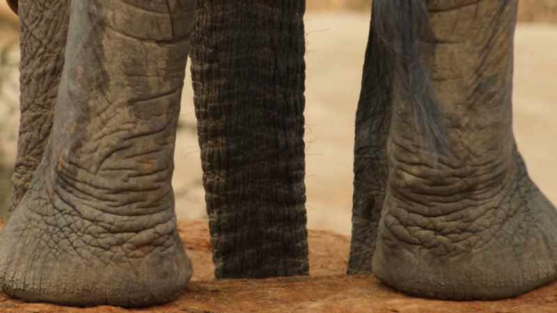 Their trunk acts as a flexible straw