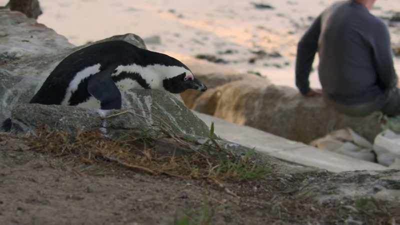 Their two determined beaks pack a real... pinch