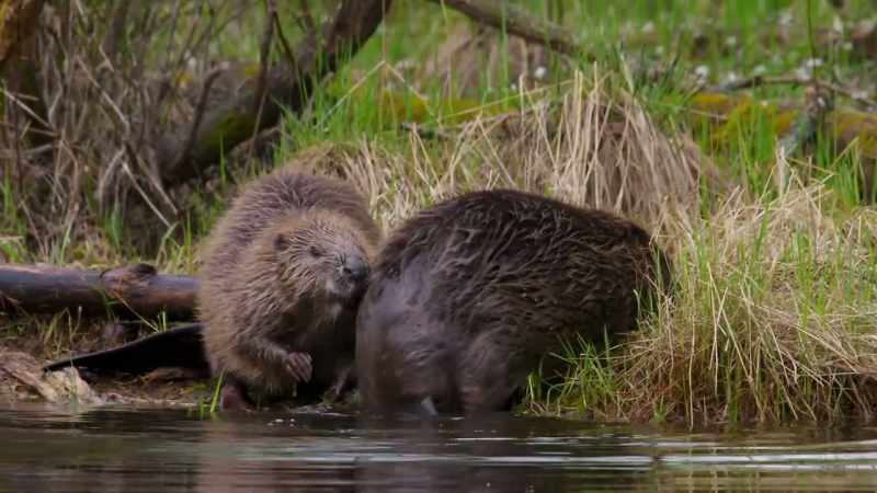 Their wide tails help them like a rudder to navigate