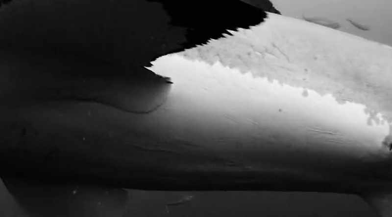 Then a great white circles