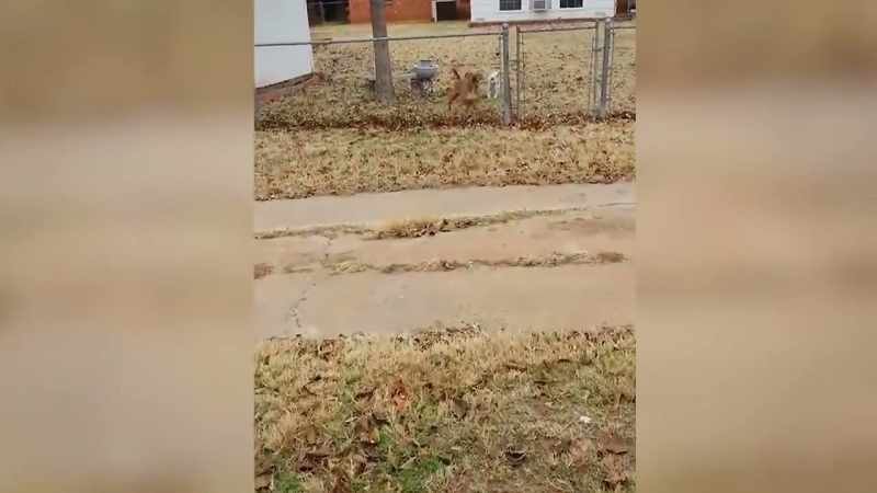 Then, we have a dog over here