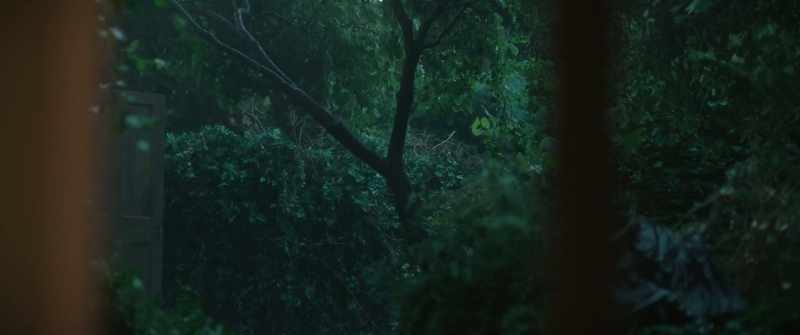 Then, one night, alone in the forest